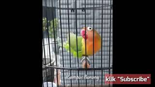 ngekek 6 menit tanpa jeda Lovebird untuk merangsang lovebird lain Ngekek panjang