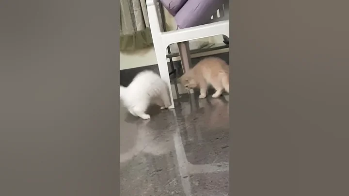 Video 1390421: persian kitten lover, beautiful persian kitten, persians family, toys persian