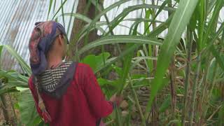 Trafficked in Nepal