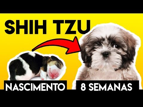 Vídeo: Zoológicos são animais de classificação como produtos da Amazônia e é Hella Funny