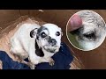Desperate in a box the cancer dog burst into tears when loved and cared for