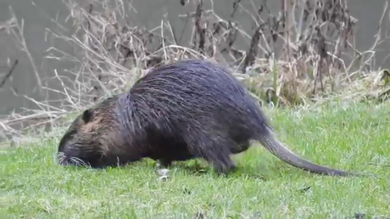 Coypu - Nutria - Sumpfbiber. Germany / Mosel - YouTube