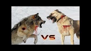 Gerçek bir Kurtcu Kangal - When a Real wolf hunter meets the Wolves by Sivas Kangal TV 22,408 views 5 years ago 4 minutes, 51 seconds