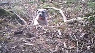 Am-Staff Nikita Euskadi Chiva.mpg