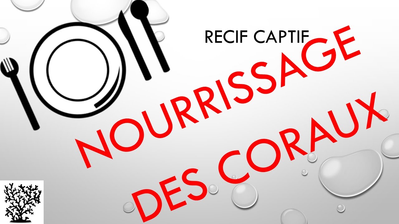 Le nourrissage des coraux - Mr Recif Captif #29
