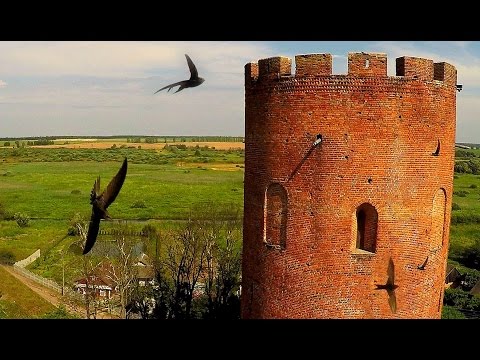 Видеоролик: Белая Вежа