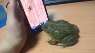 Craze of tap the frog game. screenshot 4
