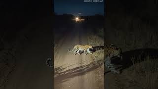 Infrared Footage Reveals Natures Hunters