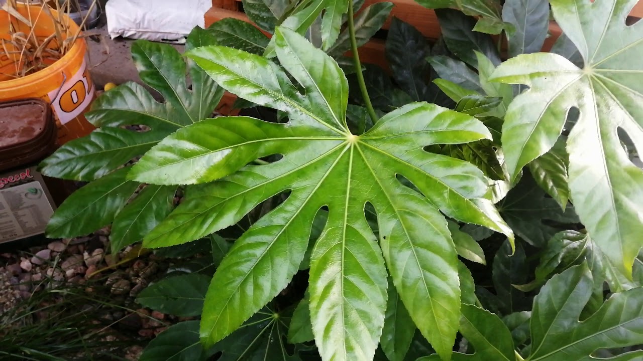 81 Fatsia Japonica Uprawa W Ogrodzie Youtube