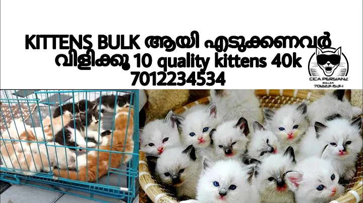 Video 515231: himalayan kitten, himalayan female, colour kitten, male kitten