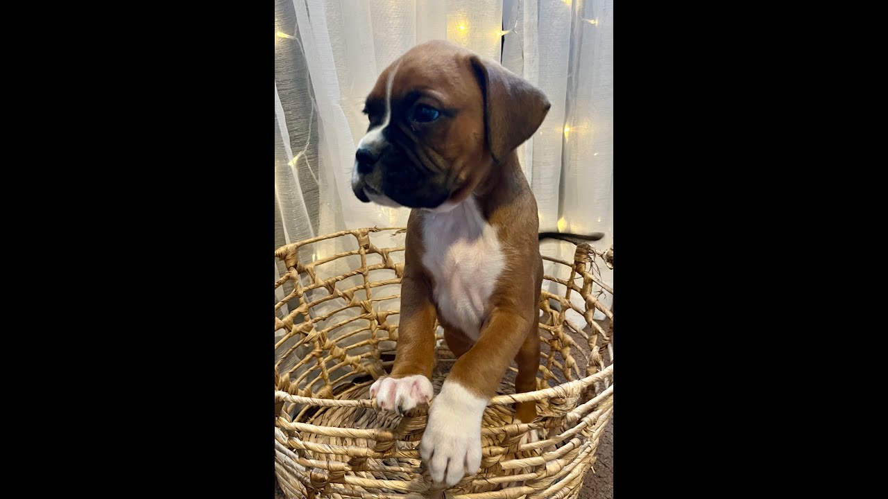 'Bluey' Litter of Boxer Puppies boxerbreeders YouTube