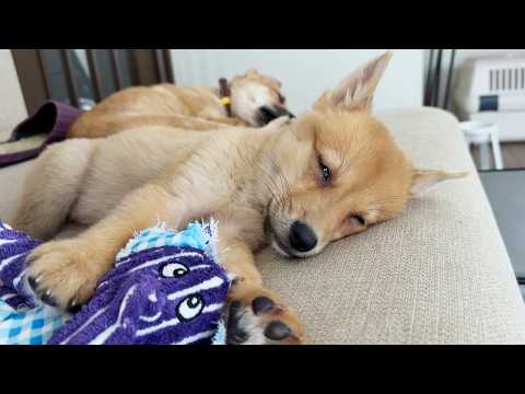 Puppies looking for their forever homes. Playing hard and sleeping