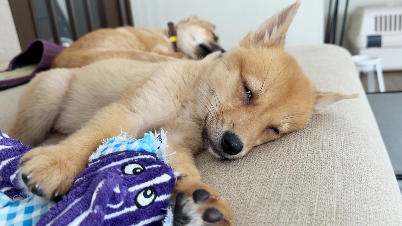 Puppies looking for their forever homes. Playing hard and sleeping