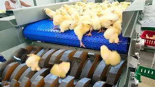 Amazing modern chicken hatchery &amp; eggs incubation method. Incredible cow transport truck farming
