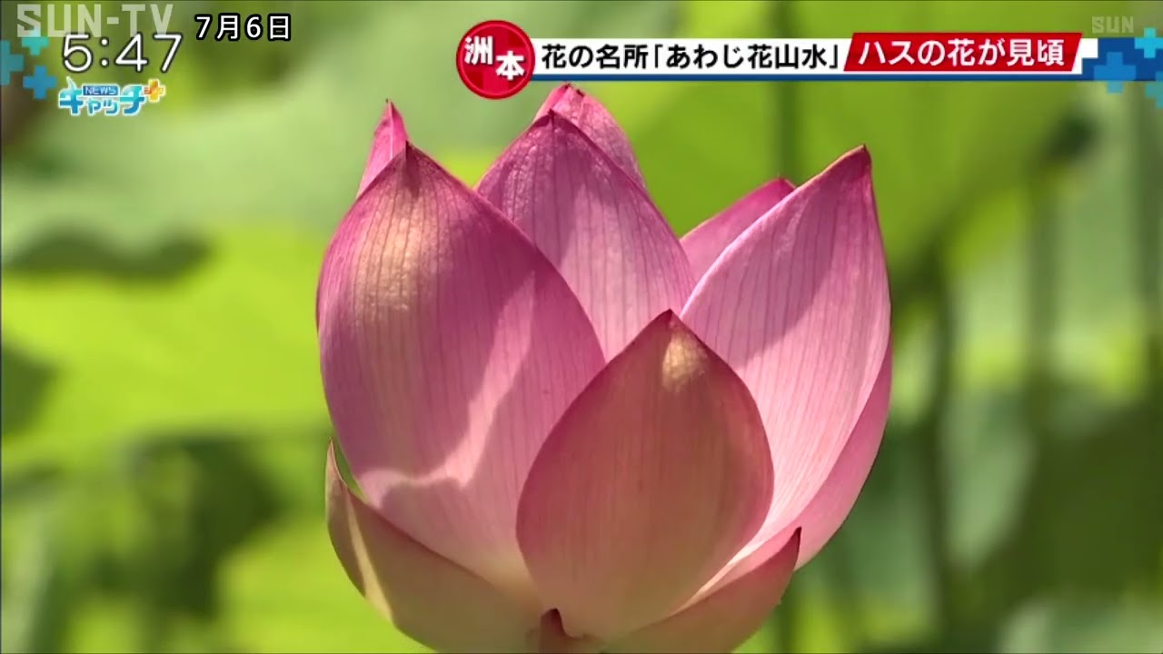 洲本市の観光農園 あわじ花山水 で古代ハスが見頃 Youtube