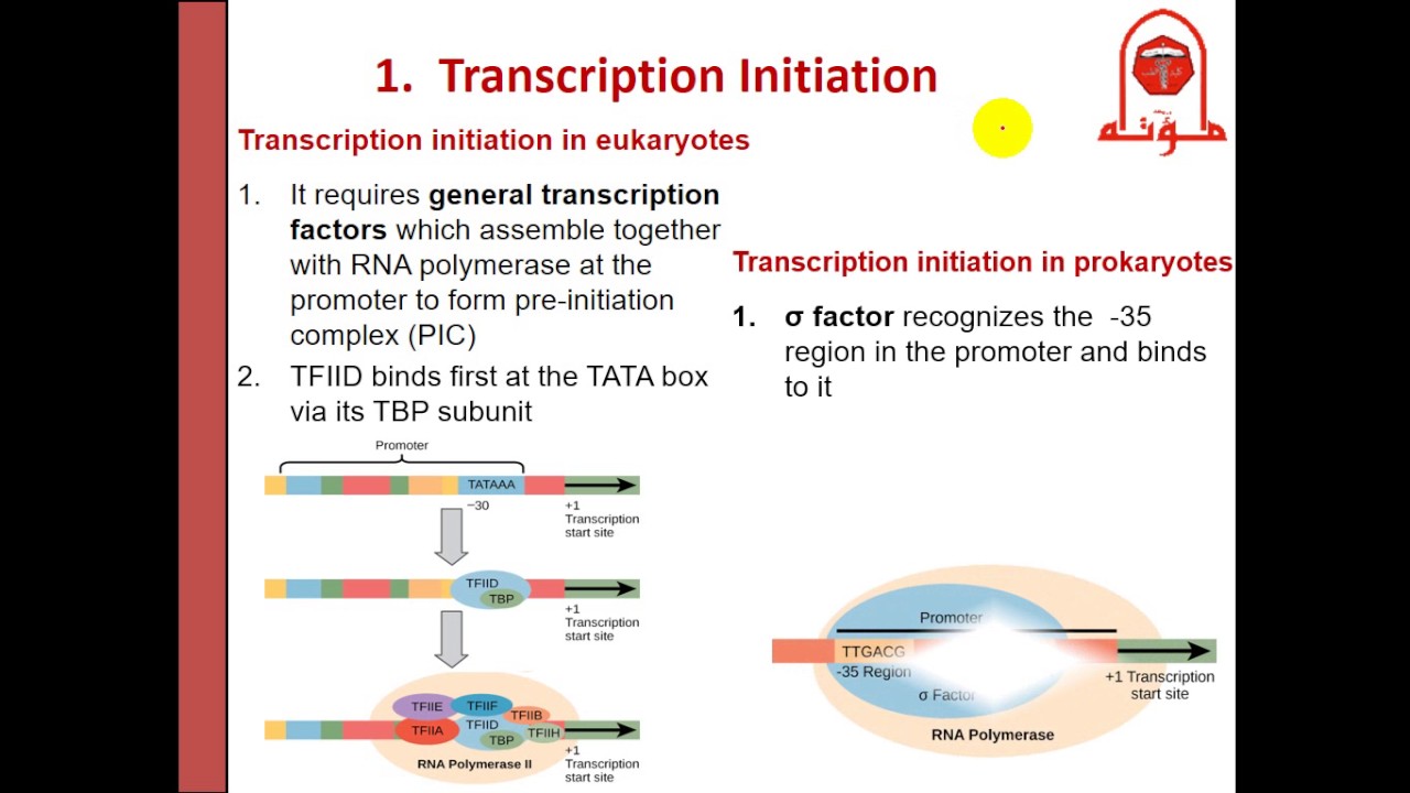 Molecular - dr. Nesrin-- Regulation of Gene expression, Tryp & Lac ...