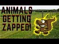 Animals Getting Shocked with Funny Sound Effects!!