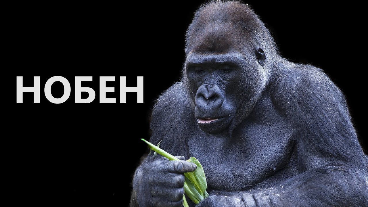 Я принимал Нобен 2 месяца / Итог