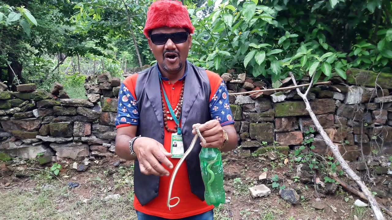 non venomous Striped keel back snake rescue team Panchet dam (N G O)