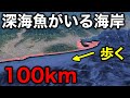 100km歩いて深海魚を探してみた結果…