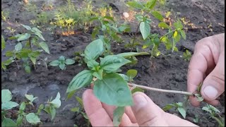 Как вырастить базилик в открытом грунте
