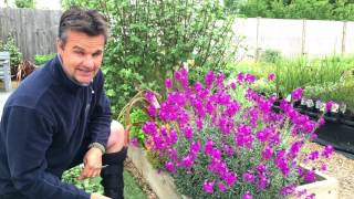 Antony's Gardening Tips  Erysimum