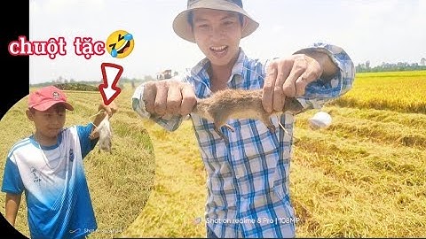 Bắt chuột đồng mùa gặt lúa #cônghímiềntây #chuộtđồng