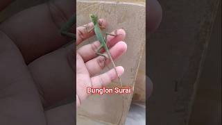 Bunglon Surai ganti kulit.☺️#bunglon #bunglonsurai