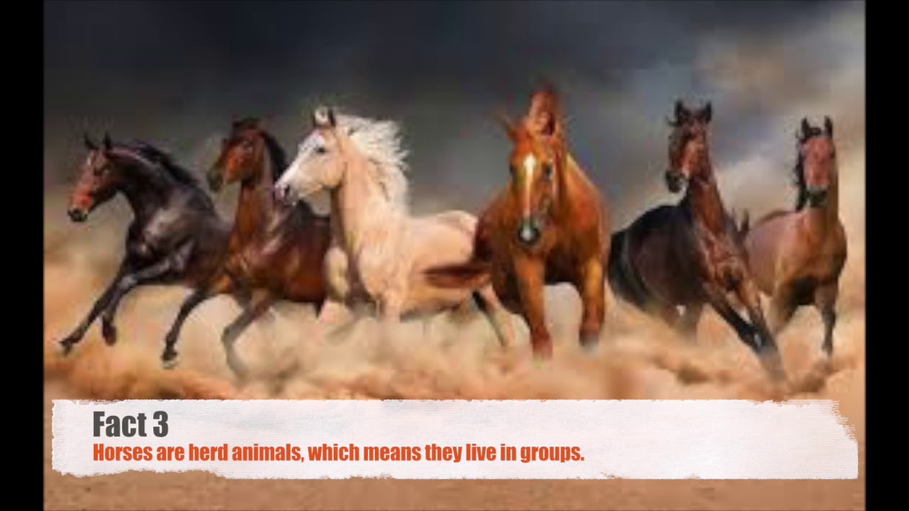 10 Horse Facts You Probably Didnt Know! YouTube