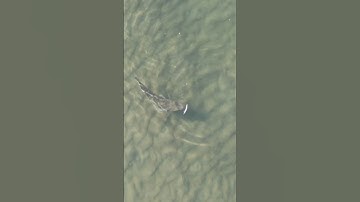 Big fish steals lure from small fish!!  #fishing #fish #youtubeshorts #shorts #youtube #flathead