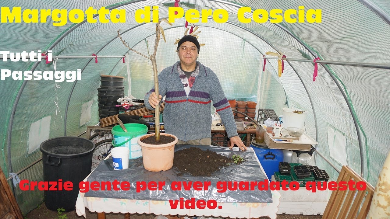 Margotta di Pero Coscia   