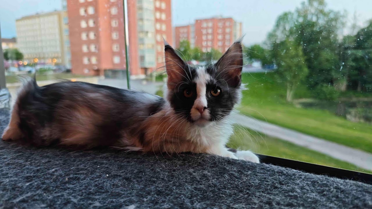 Maine Coon Adventures Livestream!