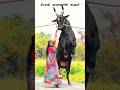 சேலம் ❤️🔥காளையின் 💥காதலி 📈... #jallikattu #kangeyam #bull #trending #love #cow #tn30 #song #viral
