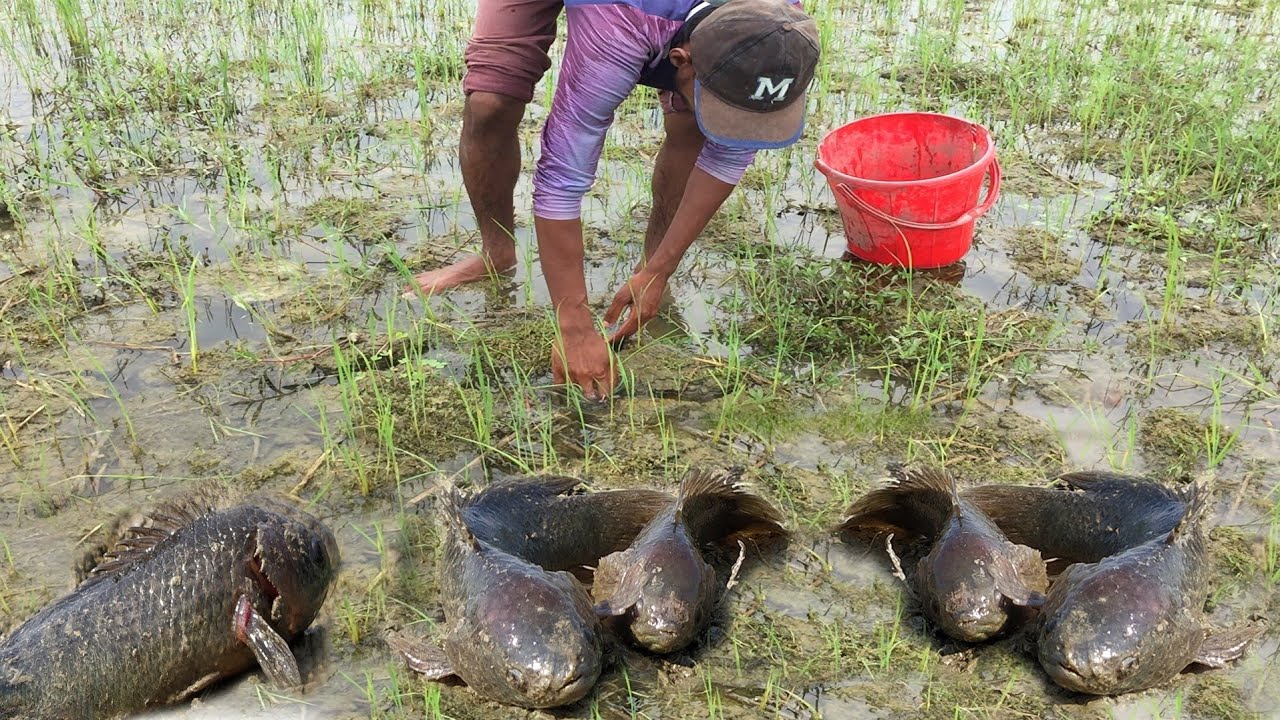 Amazing Hand Fishing From Grass Field In Dry season BIG BAIT Fishing for SPILLWAY BEASTS (Part