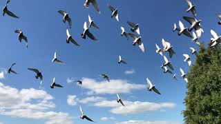 Nature.95 screenshot 5