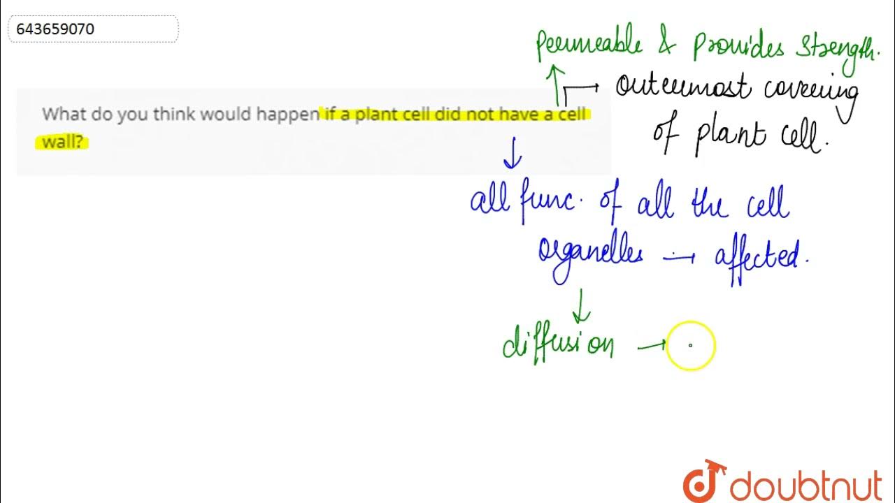 What do you think would happen if a plant cell did not have a cell wall