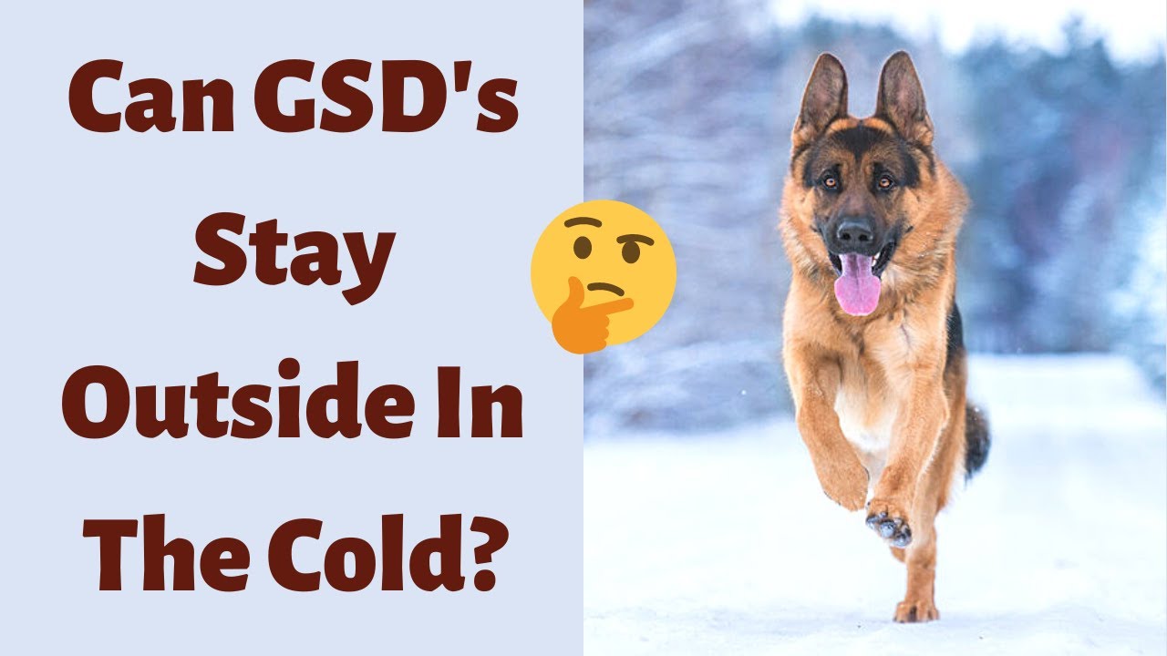 Can German Shepherds Stay Outside In The Cold? YouTube