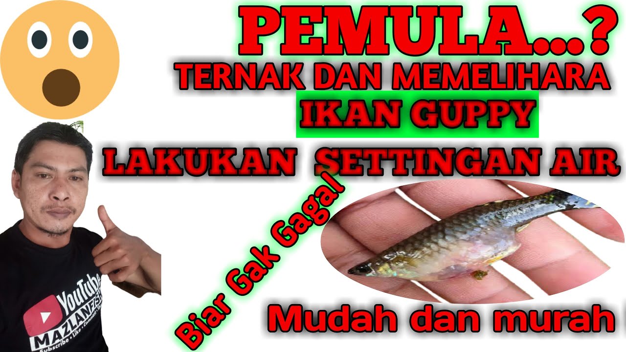 Cara setting air ikan guppy