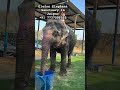 Elephant Sanctuary in Jaipur. Things to do in Jaipur. #jaipur #elephantpark #animalrescue #elephant