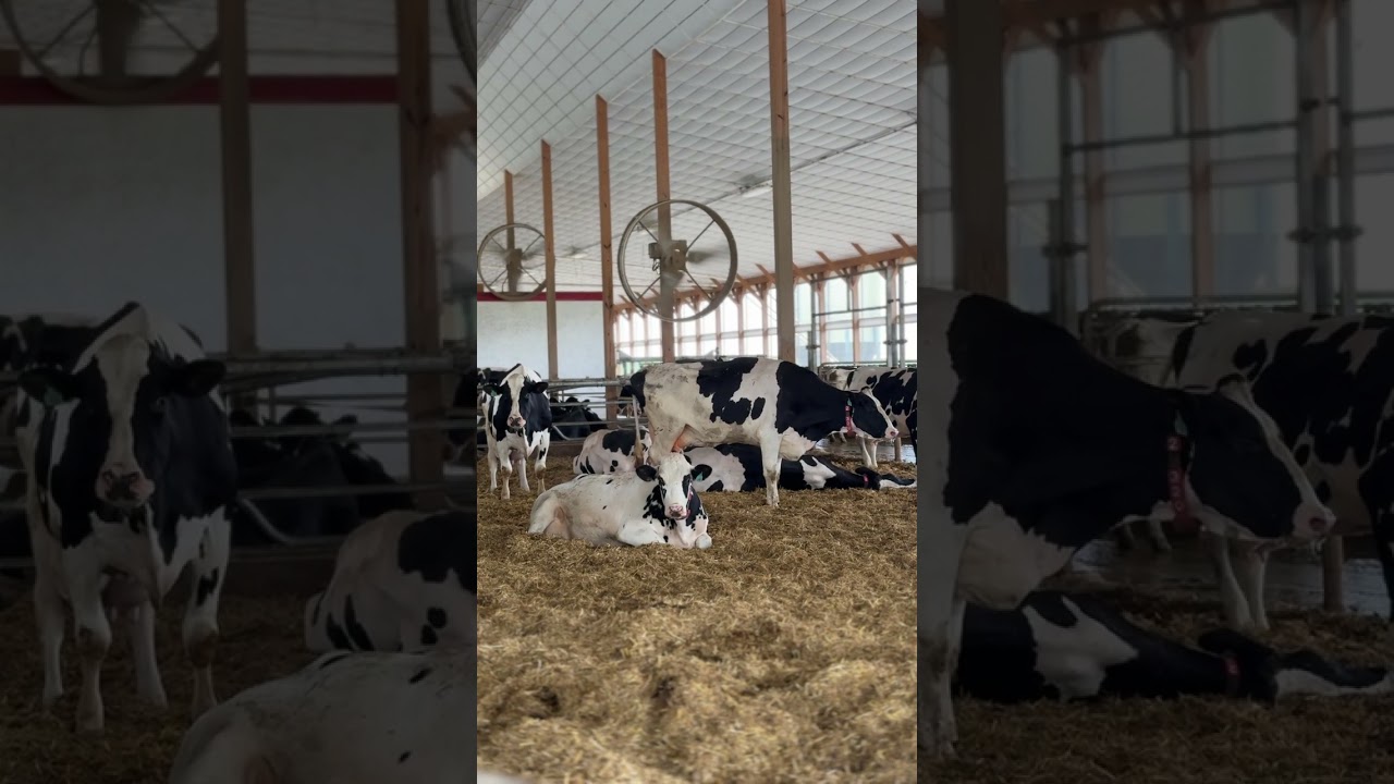 How to minimize the impact of heat stress on cows?