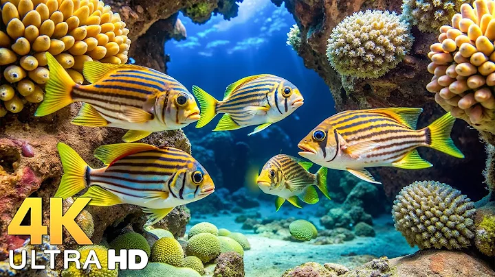 Underwater Wonders 4K - Amazing Fish, Coral Reefs & Sea Animals - Peaceful Aquarium Experience #6