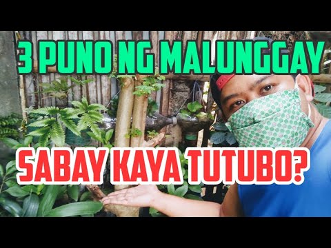 Video: Paano Didiligan ang Bagong Tanim na Puno: Kailan Ko Dapat Didiligan ang Bagong Puno