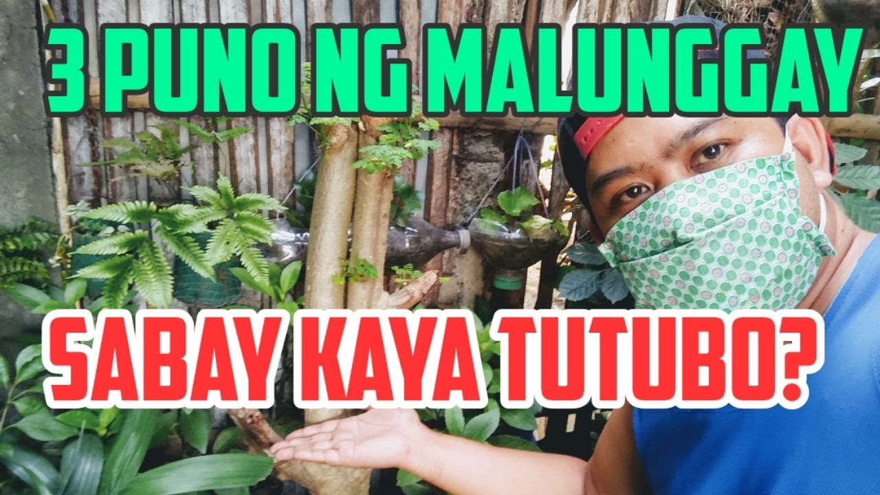 PAGTATANIM NG PUNO NG MALUNGGAY (MORINGA) | ILANG ARAW BAGO TUMUBO ANG