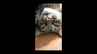 Сеня мечтает о вкусняшках.😿 #viral #video #cats
