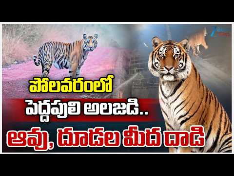 Tiger Hulchul At Polavaram | AP | పోలవరంలో  పెద్దపులి అలజడి.. ఆవు, దూడల మీద దాడి | Zee Telugu News - ZEE24TELUGUNEWS