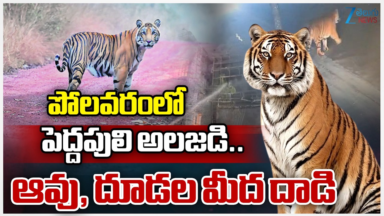 Tiger Hulchul At Polavaram | AP | పోలవరంలో  పెద్దపులి అలజడి.. ఆవు, దూడల మీద దాడి | Zee Telugu News