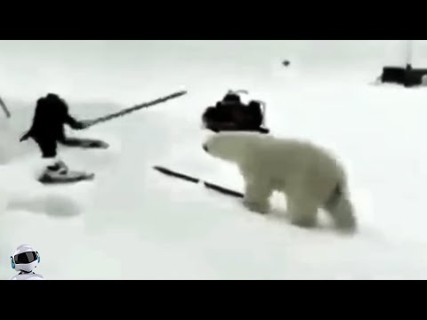 Видео: Этот Медведь Связался Не с Тем Противником / Случаи с Животными, Снятые На Камеру