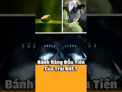 Bánh Răng Đầu Tiên Của Thế Giới? Trùm Nhảy "Ấu Trùng Rầy Cây"