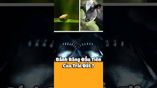 Bánh Răng Đầu Tiên Của Thế Giới? Trùm Nhảy 'Ấu Trùng Rầy Cây'