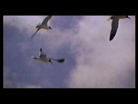 Real CAPE Fear Recorded In 1995 VHS Camera 